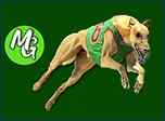 mr galgos greyhound Live
